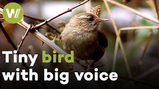 Eurasian wren: One of Europe's smallest birds makes up for its size with its loud singing voice