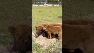 Baby Highland cow just wants attention. #highland #babycow #adorable #homestead #farmlife ￼