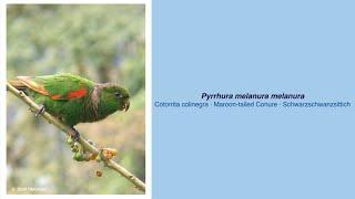 Video Encyclopedia of Parrot Species - #238 Pyrrhura melanura melanura