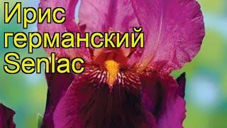 Ирис германский Озеро Сен. Краткий обзор, описание характеристик iris germanica Senlac