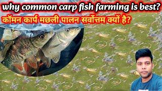 why common carp fish farming is best? kaun sa Machhali Palan sabse Achcha hai? #fishinfo #carpfish