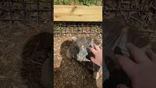 I like turtles #zooanimals #turtles #zoo #animals #turtlesquad #pettingzoo @Mas-Dep-66-Vlogs