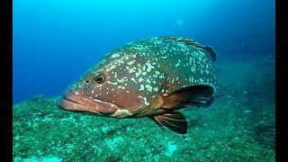 Inmersiones en El Bajón y en La Baja Bocarones - El Hierro - Canary Islands