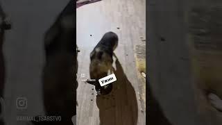 Можно сказать видео не о чем. Но вдруг вы знаете,где взять матрасы. #животные #собаки