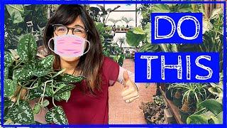 WHAT TO DO BEFORE BUYING A PLANT | Quick Plant Tips! #shorts