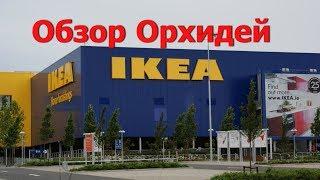 Обзор Орхидей IKEA .Орхидеи не дорого.Что купила