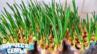 Как вырастить лук на подоконнике за 10 дней️Fresh green onion feathers