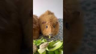 National Eat Your Vegetables Day