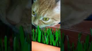 Как же мне хорошо, что я тебя нашёл..... Мой сладкий пирожочек  #cat #любимка