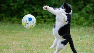 10 Incredible Cat Goalkeepers