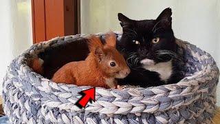 Cat adopted baby squirrel that fell from a tree! Now they are inseparable