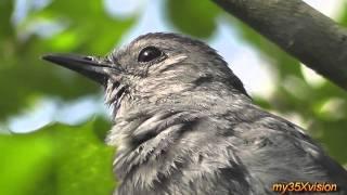 Squirrels Love Rainbows Electrical Poles and Catbirds ~ Fix "yt:stretch=16:9"