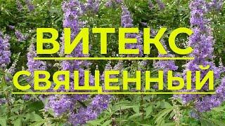 Витекс Священный. Лечебный и декоративный кустарник