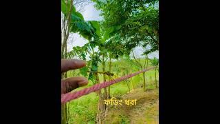 Catching the grasshopper as a child ছোটবেলার ফড়িং ধরা