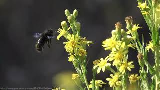 Violet Carpenter Bee (Xylocopa violacea) - Portocorvo, Italy: 2023