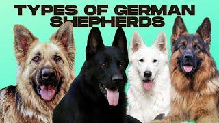 German Shepherd Types - 5 Types of German Shepherds