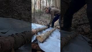 7 DAYS of building Survival Shelters / Bushcraft Earth Hut, log and moss walls