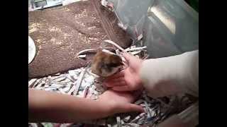 Introducing Alex the chick