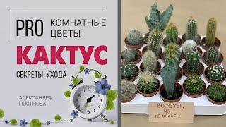 Кактусы - друзья или враги? | Обзор сортов | Как ухаживать за кактусами