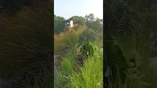 ‍️‍️How can uncle hold his grudge#super#short#video# #India#Indonesia#Mexico# #Vietnam# United#