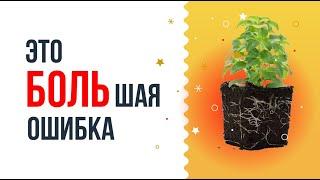 Ошибка #1 при выращивании пряных трав дома