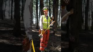One easy way to "guestimate" the height of a tree