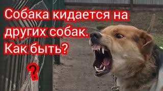 Собака кидается на других собак. Как быть?