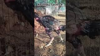 #Pandu farms#vizianagaram#   please subscribe my chanal... 