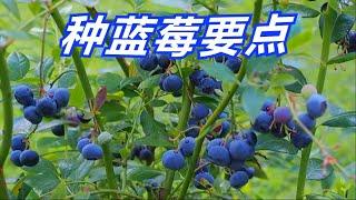 種藍莓 学种蓝莓树坐等吃蓝莓 How to Grow Blueberries at Home