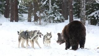 Зверовые лайки России АНОНС  Husky is Russia ANNOUNCEMENT