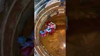 close up of betta fish breeding#betta #fish