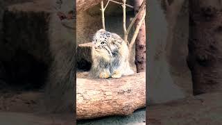 wild cats | The Pallas Cat.