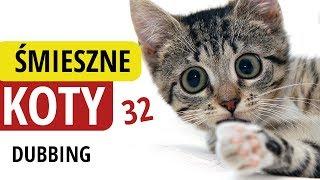 ŚMIESZNE KOTY #32  DUBBING: MATT OLECH