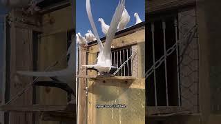 Entry of pigeons / Breeding pigeons