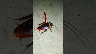 Viral Cockroach Kick video #jwildlifetv
