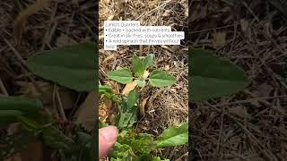 Medicinal Weeds  #herbalism #herbs #homestead #homesteading
