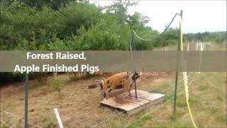 Forest Raised, Apple Finished Pigs