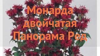 Монарда обыкновенная Панорама Ред  Панорама Ред обзор: как сажать, семена монарды Панорама Ред