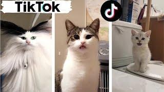 Cats being... CATS ~ Try Not to Laugh ~ TIK TOK ~ Funny Cats Compilation (TikTok)