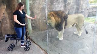 This Lion Really Wants Her Scooter | ORIGINAL VIDEO