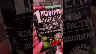 САЖАЕМ ГЛОКСИНИЮ комнатную - самый красивый цветок глоксиния