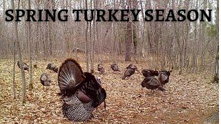 Start of the Turkey Season in Wisconsin (Game Trail Camera Videos)