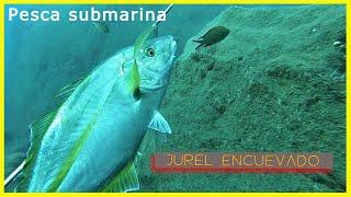 Pesca submarina de un jurel encuevado (Pseudocaranx dentex) #pescasub #pescasubmarina