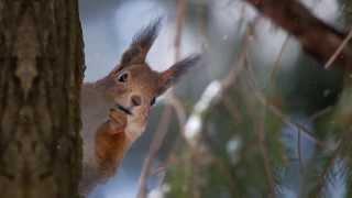 Winter Life - Super Slow Motion - A Subfocus Film