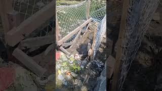 Maximize the function and clean Redux’s Trash Trap #mangroves #plasticpollution