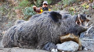 Ultimate Wild Boar Hunting Adventures, Amazing Rifle Shots, Best Scenes #hunting #wildlife