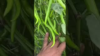 Organic Chile farming￼