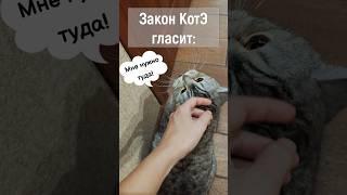 #cat #cats #кот #shortsvideo #trending #юмор #shortscats #shorts