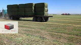 What are the Hay Buyers Saying about DewPoint Steamed Hay?