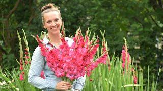 Gladiolus // How to Plant, Grow, Harvest, and Store Gladiolus Corms// Northlawn Flower Farm